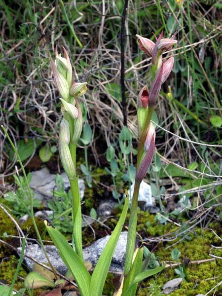 1-Copia di serapias-parviflora-X5096656.jpg